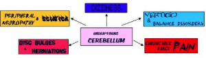 cerebellumdiagram-300x85