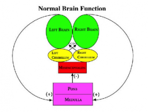 normalbrainfunction-300x227